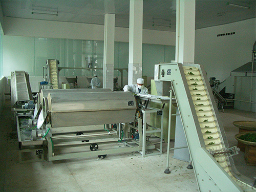 Green tea processing plant