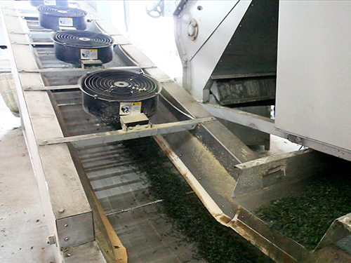 Green tea processing line