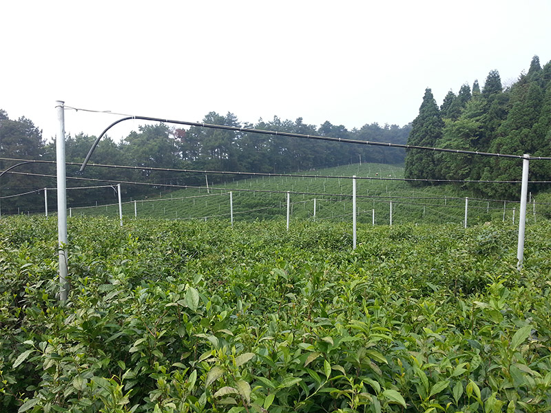 Shimen Baiyun Mountain demonstration base