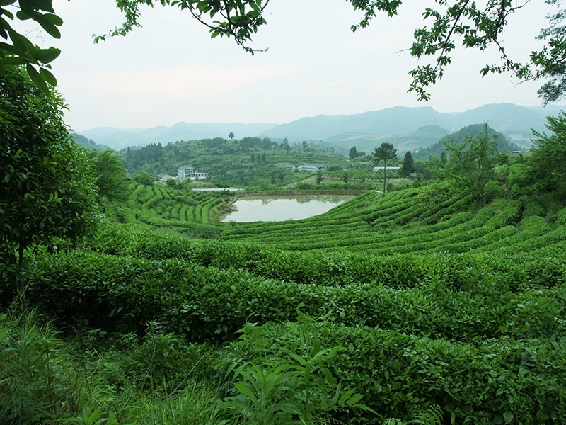 Ancient Zhangqingzhu Mountain demonstration base