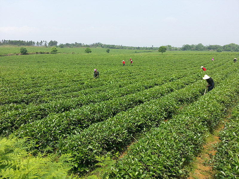 Zhuzhou base land fertilization