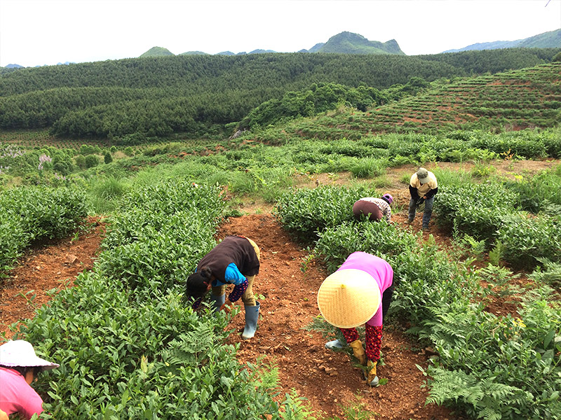 Weed removal at Huilongwei base