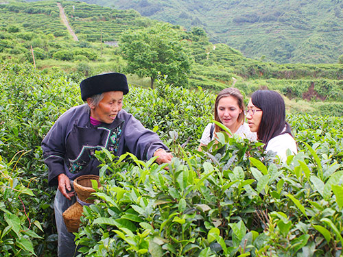 Tea farmer training