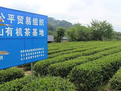 Organic tea base