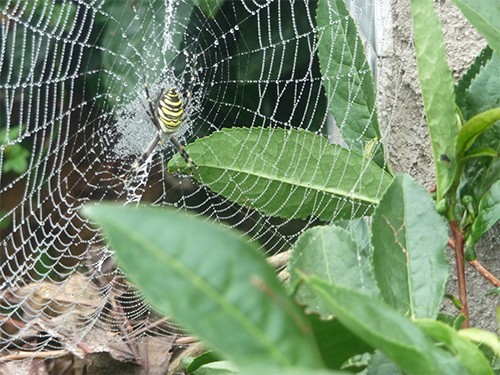 Biological control of tea garden