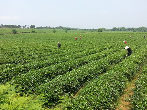 Zhuzhou Tea Garden