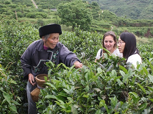 Organic tea field inspector